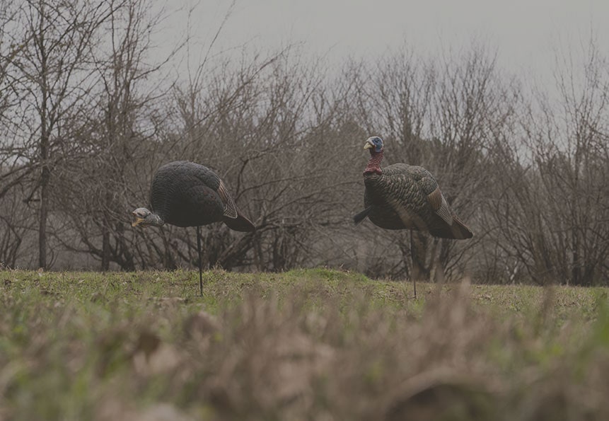 turkey decoys in field