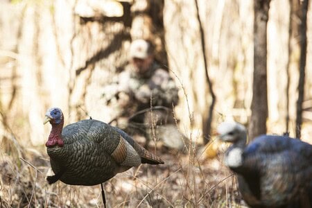 turkey decoy spread in woods